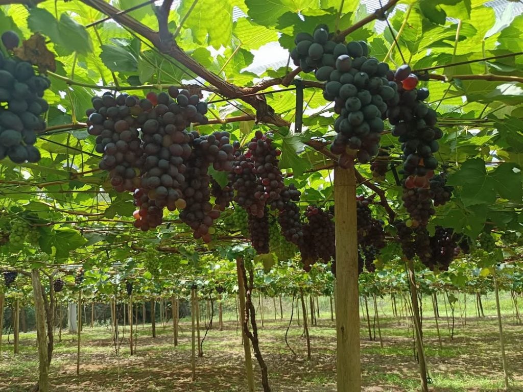 Uva Lavoura 4 Pessoal