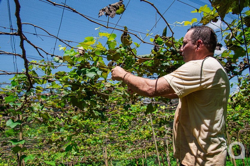 Uva Lavoura (6)
