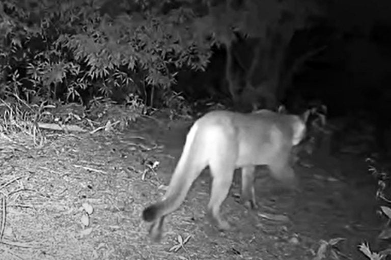 Câmera Flagra Onça Parda Andando Em Propriedade Rural Da Região