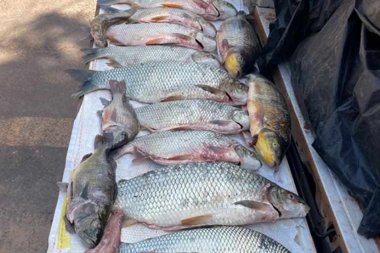 Homens são presos com peixes: três autos de infração ambiental foram lavrados. O valor total das multas aplicadas foi de R$ 4.980.