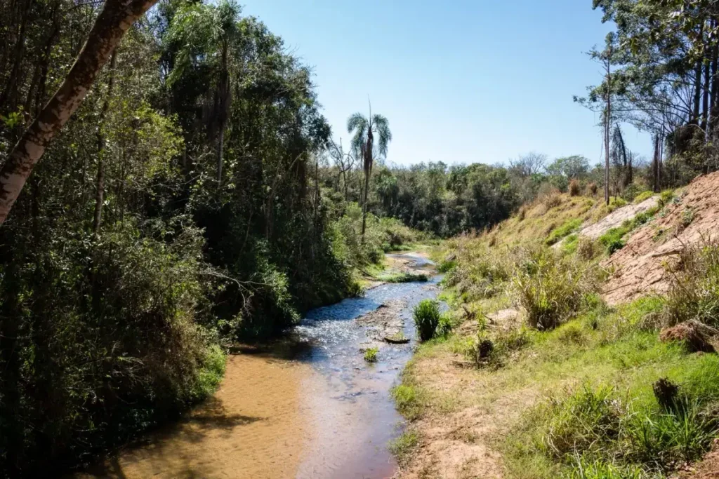 Ifpr Recebe Investimento Da Itaipu Para Reflorestar Rio Piava 1