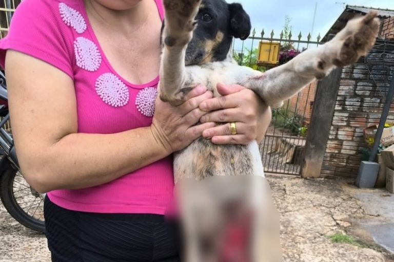 Motorista atropela cachorro: o homem, que dirigia uma S-10 preta, passou duas vezes por cima do animal, que teve ferimentos graves.