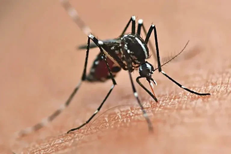 Regional De Saúde De Umuarama Supera 2 Mil Casos De Dengue