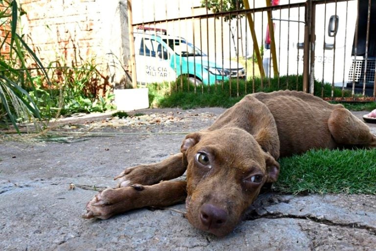 Três Cães Vítimas De Maus Tratos São Resgatados Em Umuarama (1)