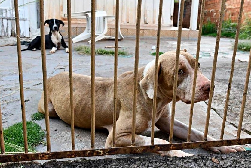 Três Cães Vítimas De Maus Tratos São Resgatados Em Umuarama (10)