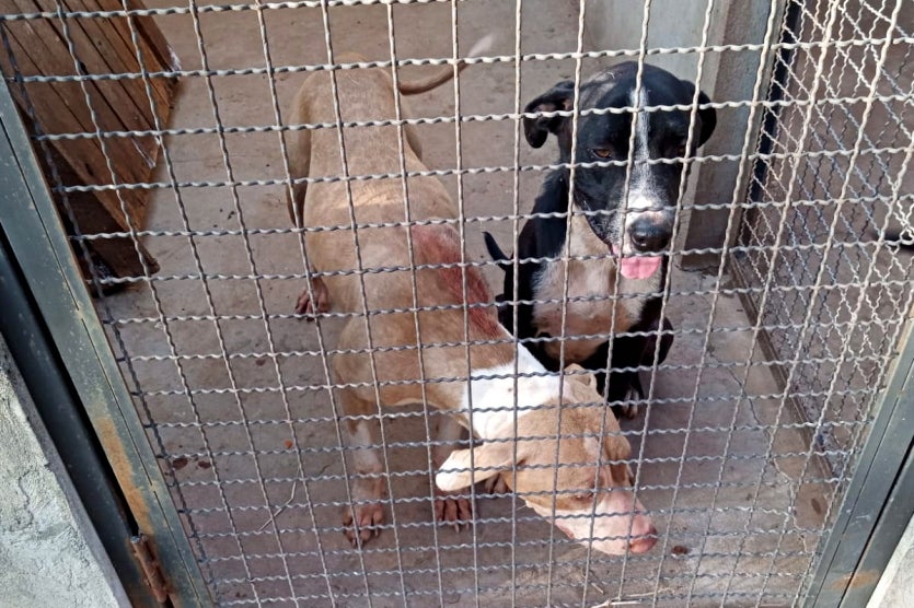 Três Cães Vítimas De Maus Tratos São Resgatados Em Umuarama (3)