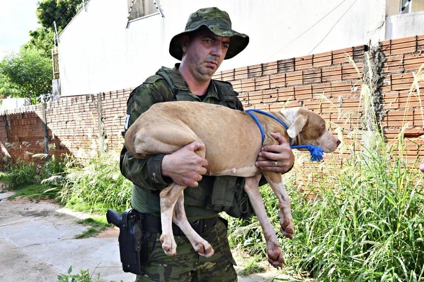 Três Cães Vítimas De Maus Tratos São Resgatados Em Umuarama (4)