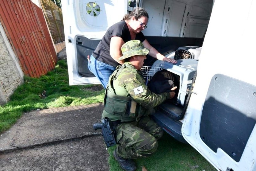 Três Cães Vítimas De Maus Tratos São Resgatados Em Umuarama (6)