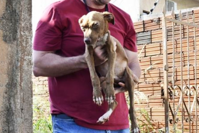 Três Cães Vítimas De Maus Tratos São Resgatados Em Umuarama (7)