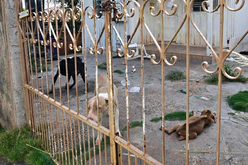Três Cães Vítimas De Maus Tratos São Resgatados Em Umuarama (8)