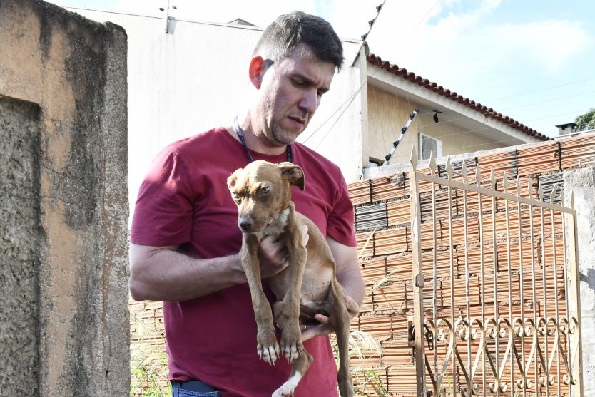 Tutores Que Abandonaram Cães Podem Receber Multa De R$ 10 Mil (2)