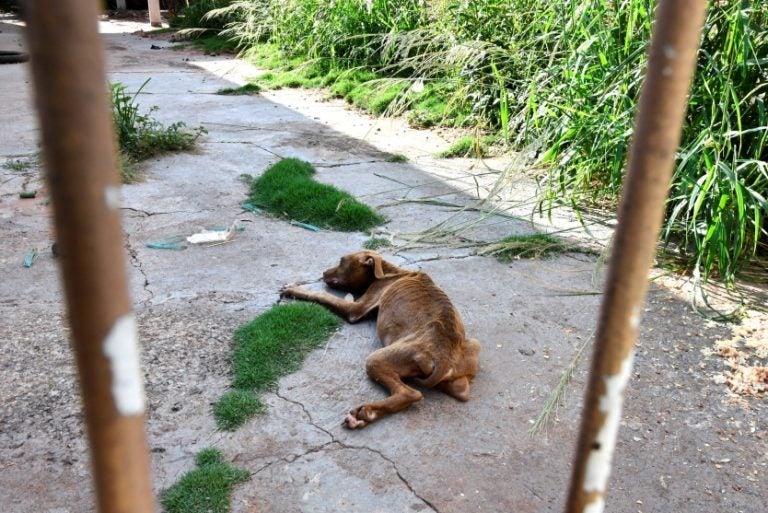 Tutores Que Abandonaram Cães Podem Receber Multa De R$ 10 Mil (4)