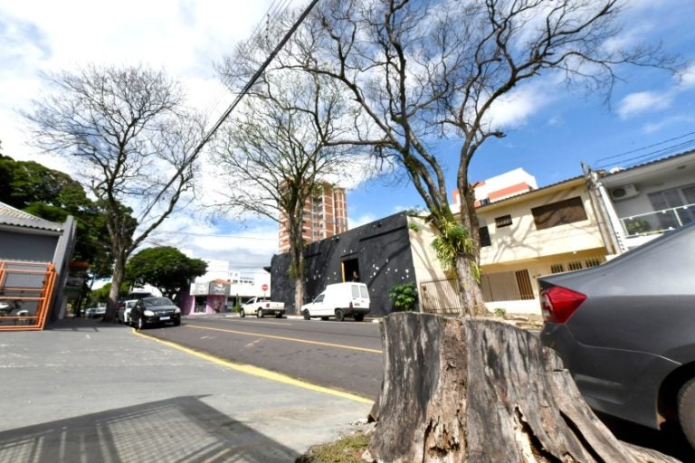 Umuarama Meio Ambiente Investiga Envenenamento De árvores (1)