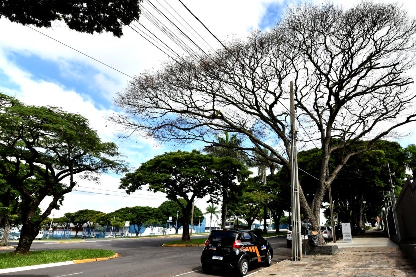 Umuarama Meio Ambiente Investiga Envenenamento De árvores (2)