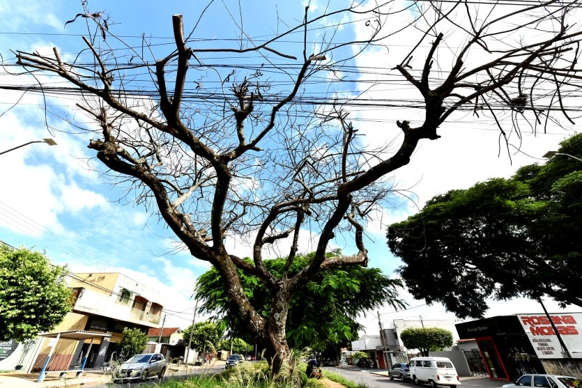 Umuarama Meio Ambiente Investiga Envenenamento De árvores (3)