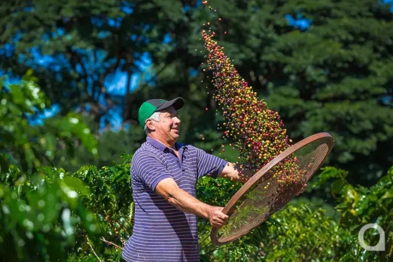 Agricultor vende na feira café cultivado em sua chácara