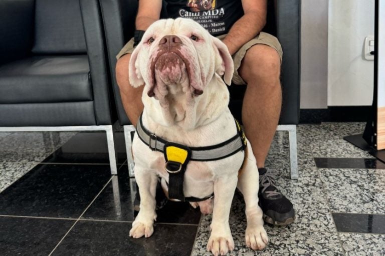 Cão terapeuta: estudos mostram que a presença de cães em hospitais ajuda no tratamento.