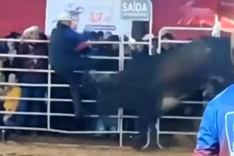 Chifrada De Touro