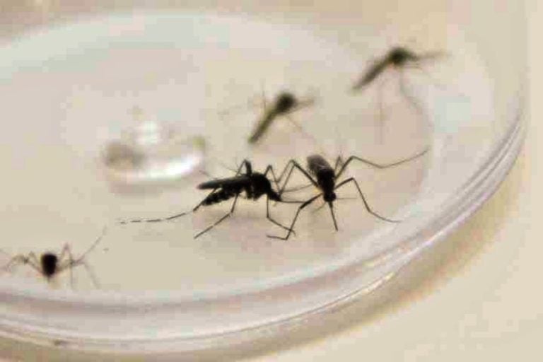 Mosquito Aedes Aegypti. Curitiba, 04/12/2015. Foto: Pedro Ribas/anpr