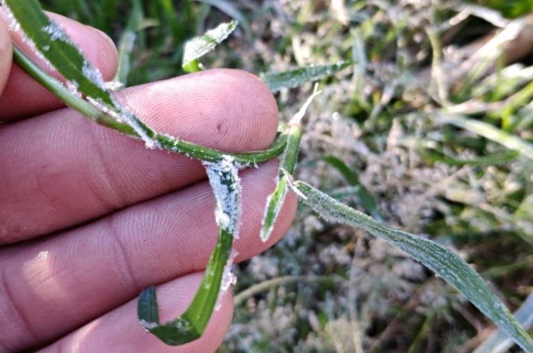 Agricultores Devem Reforçar Cuidados Em Culturas Sensíveis Ao Frio