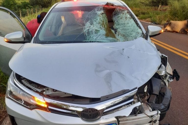 Animal solto na pista: o acidente ocorreu na manhã desta segunda-feira (12).