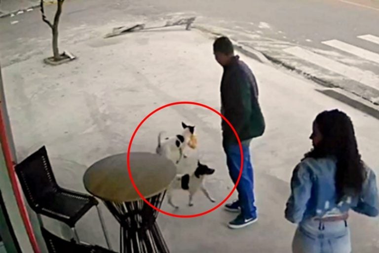 Cãezinhos Ladrões De Pururuca Surpreendem Equipe De Padaria (2)