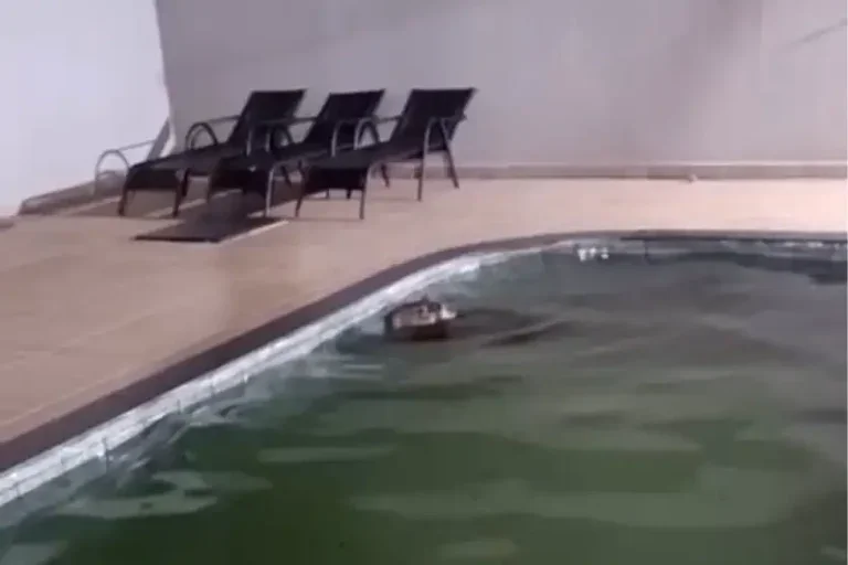Capivara