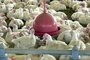 Compra De Carne De Frango Do Brasil é Suspensa Por 3 Países