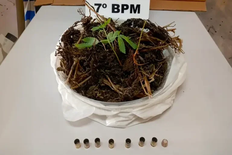 Denúncia De Disparos Leva Polícia A Apreender Maconha E Cápsulas