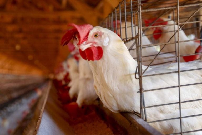 Exportador De Frango Paraná Discute Medidas De Defesa Sanitária