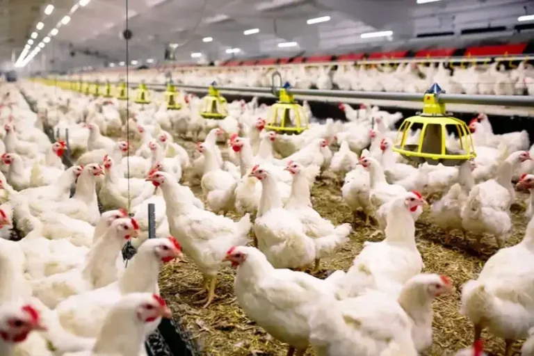 Gripe Aviária: os dados foram atualizados na manhã de hoje
