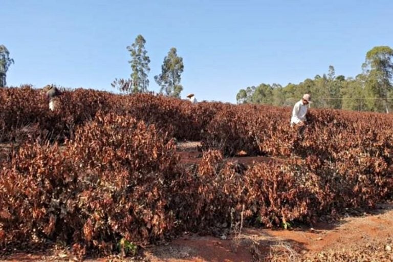 Há 50 Anos, Um Inverno Terrível Provocou A Falência De Umuarama! (1)