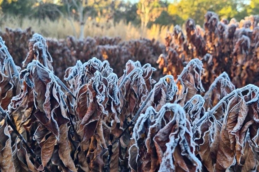 Há 50 Anos, Um Inverno Terrível Provocou A Falência De Umuarama! (4)