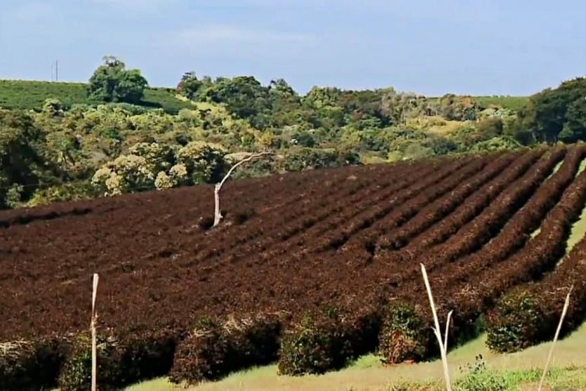 Há 50 Anos, Um Inverno Terrível Provocou A Falência De Umuarama! (5)