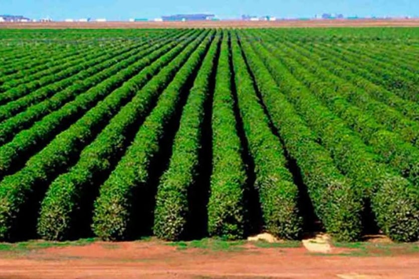 Há 50 Anos, Um Inverno Terrível Provocou A Falência De Umuarama! (6)