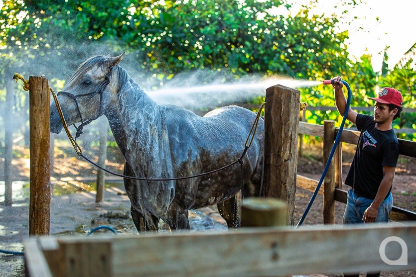 Haras De Umuarama Investe Na Criação E Reprodução De Cavalos (14)