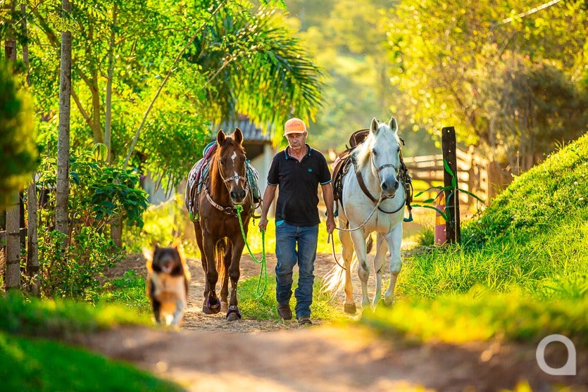 Haras De Umuarama Investe Na Criação E Reprodução De Cavalos (17)