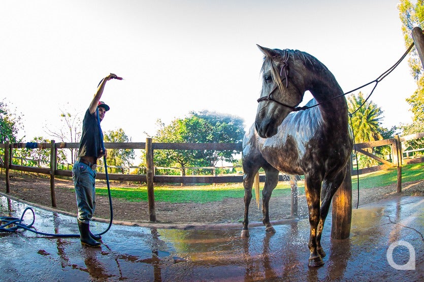 Haras De Umuarama Investe Na Criação E Reprodução De Cavalos (23)