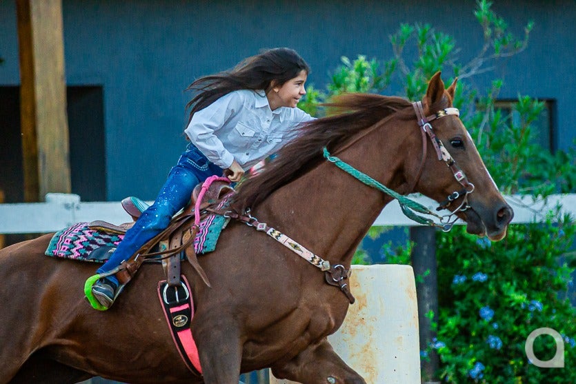Haras De Umuarama Investe Na Criação E Reprodução De Cavalos (8)