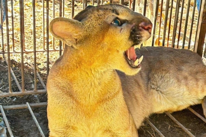 Iat Captura E Solta 2 Onças Pardas Em Cidade Da Região Noroeste (2)