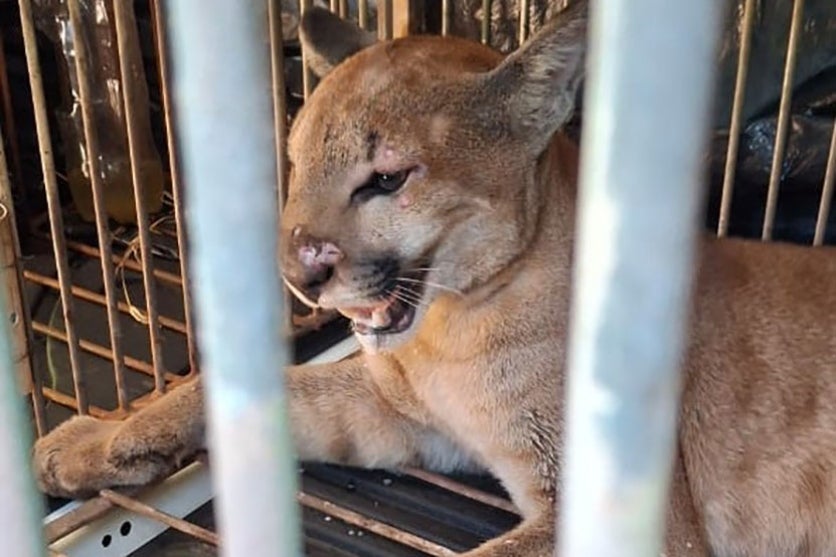 Iat Captura E Solta 2 Onças Pardas Em Cidade Da Região Noroeste (3)