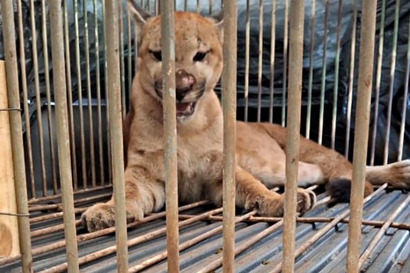 Iat Captura E Solta 2 Onças Pardas Em Cidade Da Região Noroeste (4)