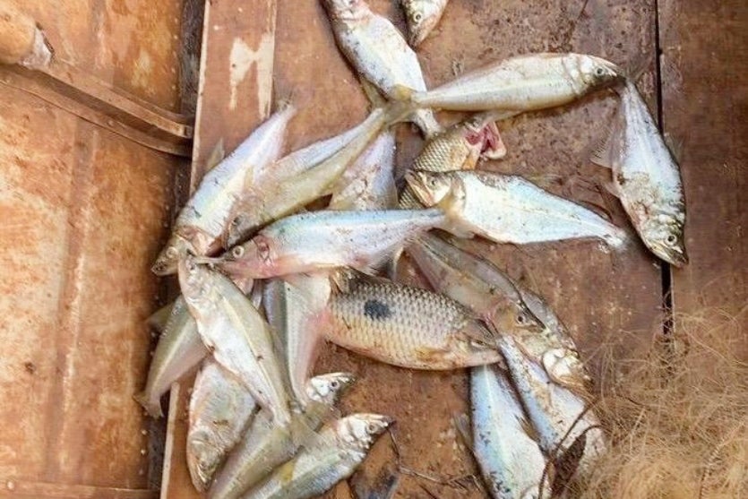 Iat Multa E Recolhe Equipamentos De Pesca No Rio Piquiri (4)