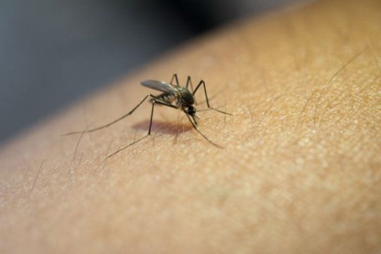 Infestação Por Aedes Aegypti Em Umuarama Supera Limite Aceitável Pela Oms