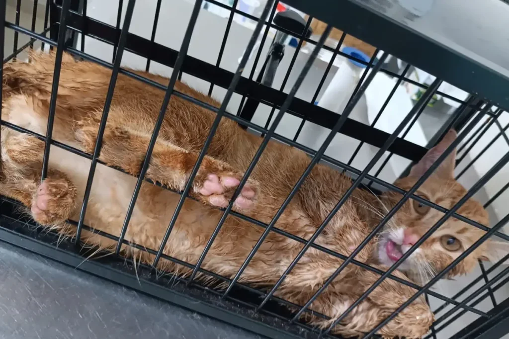 Moradora Denuncia Série De Envenenamentos De Gatos 2