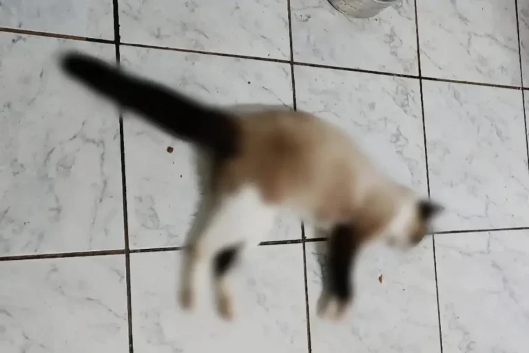 Moradora Denuncia Série De Envenenamentos De Gatos