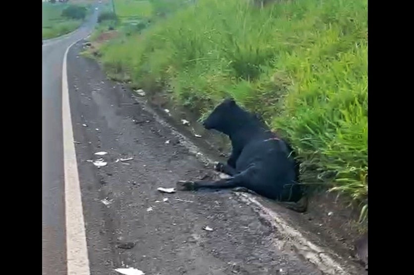 Mulher Fica Ferida Após Veículo Bater Em Bois Na Rodovia Pr 482 (2)