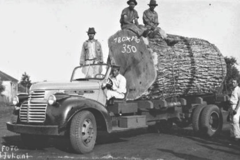 Umuarama é Uma Das Sete Metrópoles Mais Arborizadas Do Brasil! (1)
