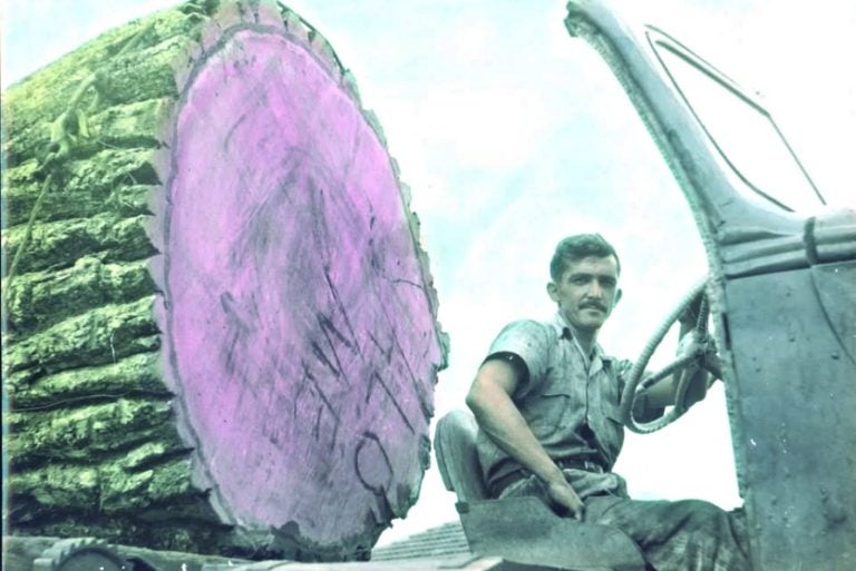 Umuarama é Uma Das Sete Metrópoles Mais Arborizadas Do Brasil! (2)