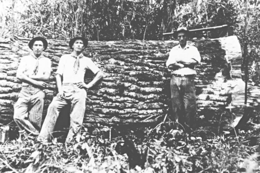 Umuarama é Uma Das Sete Metrópoles Mais Arborizadas Do Brasil! (3)